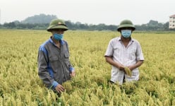 Bắc Ninh: 'Cả làng' ở thành phố này 'chung thủy' chỉ cấy giống lúa nếp gì mà mỗi năm 'ẵm' về hơn 50 tỷ?
