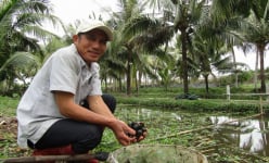 Bình Định: Lang thang đi nhặt loài ốc đặc sản ở ngoài đồng, suối hoang về nuôi, lãi nửa tỷ, cả làng phục sát đất