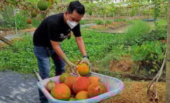 Long An: Trồng thứ cây dây leo 'khắp bốn phương', giáp tết hái trái chín đỏ như son, thương lái 'khuân đi' hết