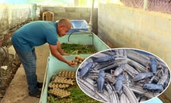 Bình Thuận: Nuôi dế làm mồi cho bồ câu, gà rừng