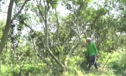 Cần Thơ: Tỷ phú trẻ tuổi “phất lên” nhờ trồng quýt đường, một loại trái cây có múi “khó tính”