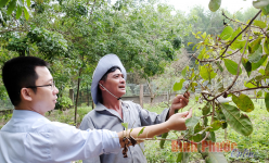 Bình Phước: Con vật gì cứ chập tối bay hàng đàn rợp trời, nhai lá mít, lá điều nhiều hơn cả trâu, bò?