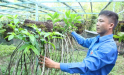 Cao Bằng: Ngắm vườn lan rừng quý hiếm của chàng trai tốt nghiệp Đại học Văn hóa nghệ thuật Quân đội bỏ phố về quê