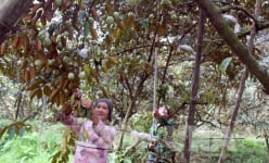Bắc Giang: 'Làng vú sữa' trúng mùa trúng giá, có nhà thu nửa tỷ đồng/vụ, xây nhà đẹp như biệt thự