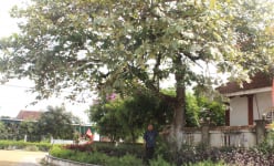 Hà Tĩnh: Làng cổ Tương Nịu bình yên giáp phố-tên làng gắn với vị tướng 'Nam chinh' tài ba thời Hậu Lê 