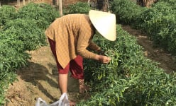 Đà Nẵng: Đến khổ, ớt xanh, bí đao rớt giá thảm hại vì dịch Covid-19, nông dân khốn đốn
