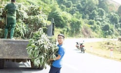 Trai làng tỉnh Lào Cai trồng các loài cỏ dân dã vườn nhà, bất ngờ lại giàu lên