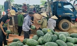 Quảng Bình: Trồng giống dưa hấu gì mà quả nào cũng to bự, nông dân tấp nập ra đồng cắt chất lên xe ô tô