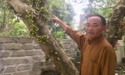 Chuyện lạ Ninh Bình: Cây sung mọc quả chi chít nhưng không ai dám hái ăn
