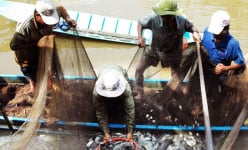 Cà Mau: Vùng đất nông dân nuôi cá đồng, kéo mẻ lưới lên cá lóc, cá trê, cá rô đồng dồn một đống
