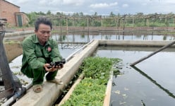 Gia Lai: Một nông dân đem loài ốc lạ về nuôi ở khu lò gạch bỏ hoang, ai ngờ nhiều người đòi đến xem