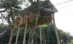 Cần Thơ: Kỳ lạ lão nông kiếm tiền theo cách lạ đời, dựng chòi dụ dơi về ở