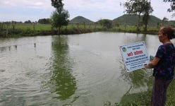 Bình Thuận: Cá thát lát đặc sản con đã to lắm rồi, nhưng vì sao nông dân đành phải bấm bụng nuôi 'báo cô'?