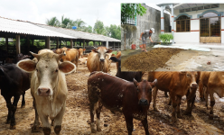 Chuyện lạ Bến Tre: Nuôi bò không phải đợi bán bò mới thu được tiền, mà bán phân bò cũng kiếm tiền triệu