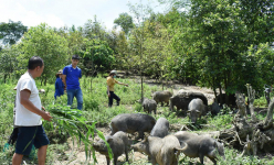 Bắc Kạn: Nuôi lợn rừng thả rông trong vườn rậm, cho ăn toàn thứ rẻ tiền, nhiều người đến xem thấy bất ngờ