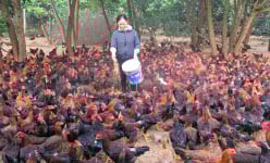 Hòa Bình: Vùng đất nuôi gà thả vườn, gà thả đồi, nhưng vì sao nhiều nhà lại bỏ trống chuồng với nỗi lo canh cánh?