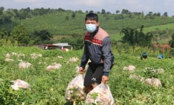 Không có tiền, anh nông dân Đắk Nông 'chơi lớn', gửi tặng người dân TPHCM cả vườn cải trăm triệu
