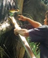 Kon Tum: Lạ kỳ loại rượu mà không phải là rượu, uống không cay, đắng mà lại ngọt ngọt, mát mát như nước dừa