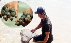 Bạc Liêu: Nuôi con đặc sản chỉ ăn bùn, nông dân thả giống rồi chờ ngày hốt bạc