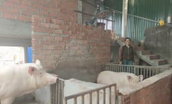 Bình Định: Lạ đời, vì sao nông dân ở đây rủ nhau nuôi heo trên gác lửng?