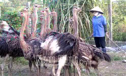 Nam Định: Nuôi con đặc sản, ngoài nhìn cứ tưởng 'ngon ăn', vào trong mới biết cũng 'bấp bênh' thế này