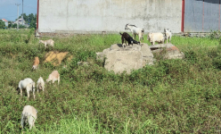 Ninh Bình: Chỉ nuôi 50 con dê lai thả đi lang thang ăn cỏ, ăn lá mà vẫn để dư được cả trăm triệu