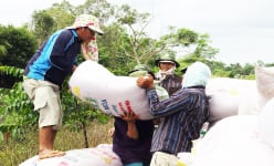 Giá gạo xuất khẩu của Việt Nam bất ngờ giảm mạnh, đối thủ cạnh tranh giảm ít là do đâu?