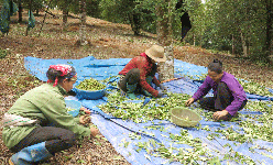 Bắc Kạn: Trồng thứ cây thân to như cột nhà, bắc thang lên tuốt quả thơm lừng, mỗi ngày 'nhặt' 3 triệu đồng