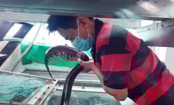Hậu Giang: Lạ đời, nhốt nuôi rắn ri voi trong lồng kiếng trên nhà lầu, chăm dễ như ăn kẹo, thu hàng trăm triệu