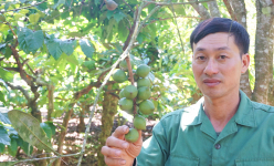 Gia Lai: 'Cây xóa nghèo' thực ra là cây gì mà anh nông dân trồng thập cẩm thu hơn 400 triệu/ha