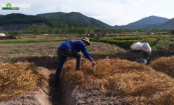 Hà Tĩnh: Nông dân Vượng Lộc tất bật vào vụ hành tăm mới