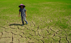 Lạ đời ở tỉnh Gia Lai: Hạn hán giữa mùa mưa, cây trồng chết la liệt,  nông dân ngao ngán kêu trời
