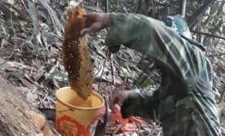 Săn sản vật quý hiếm của núi rừng Bắc Kạn, mỗi ngày kiếm tiền triệu không khó