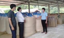 Yên Bái: Tỷ phú nông dân nuôi trâu vỗ béo nơi núi rừng Xuân Lai