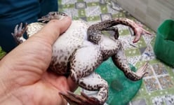 Phát hiện con ếch 6 chân kỳ lạ ở Đồng Tháp