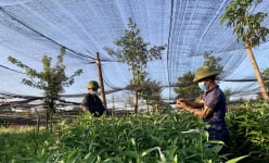 'Đánh liều' trồng hoa ly bằng củ hoa ly tái sinh, nông dân Đắk Lắk ngỡ ngàng vì cây nào cũng đẹp xuất sắc
