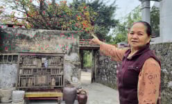Cây cảnh đang hot nhất tỉnh Ninh Bình thực ra là một cây hồng cổ tuổi thọ 200 năm khiến giới trẻ 'sốt rần rần'