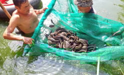 Nuôi loài cá đặc sản ví như nuôi 'nhân sâm nước', ở vùng đất này của Tây Ninh, nhà nào nuôi nhà đó giàu