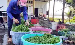 Bạc Liêu: Cả xóm trồng thứ rau trước chỉ mọc hoang dại mà ngày nào cũng được thu tiền