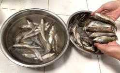 Cao Bằng: Vùng đất dân ra suối tìm bắt loài cá đặc sản có cái tên đọc uốn cả lưỡi, giới nhà giàu săn lùng