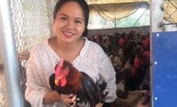 Hải Phòng:  Bỏ phố về quê nuôi gà đặc sản thả khắp trên đồi, con nào con nấy chắc nịch, ai ăn cũng mê