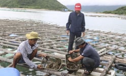 Khánh Hòa: Nuôi con gì ngoài biển, khách du lịch kéo ra xem, đến giờ ăn ai 'trúng số' thấy ngọc quý thì được hưởng?