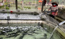 Vĩnh Phúc: Xây bể nuôi cá lạ toàn con to dài, chạy như tàu ngầm, đánh bật cả cá nhập khẩu từ Trung Quốc