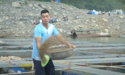 Nuôi cá đặc sản trên sông, hồ chứa lãi cao gấp 1,5 lần, nông dân Tuyên Quang thả nuôi hàng nghìn lồng