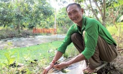 Đào rãnh trong vườn cây ăn trái nuôi ốc đặc sản, nông dân này ở Hậu Giang có bao nhiêu bán hết bấy nhiêu