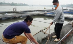 Đây là loài cá lạ với Bắc Ninh, đang được nuôi lồng bè trên sông Đuống