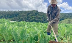 Trồng thứ cây gặp mưa là tốt um, tới kỳ cuốc bật lên toàn thấy củ, nông dân nơi này ở Lâm Đồng đổi đời