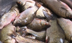 Đây là thứ cá đồng ở Quảng Ninh, xưa nhiều người chê hết lời, nay bắt đem kho quả trám, nhà giàu còn thèm
