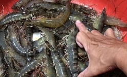 Sóc Trăng: Nông dân thu tiền 'khỏe re' khi nuôi tôm trong ruộng lúa