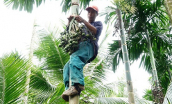 Thót tim, toát mồ hôi xem 'người nhện' đi trên thân cây, lắt lẻo đầu ngọn cây để bẻ cau
